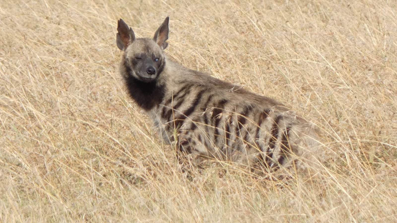 Striped hyena in dry grass