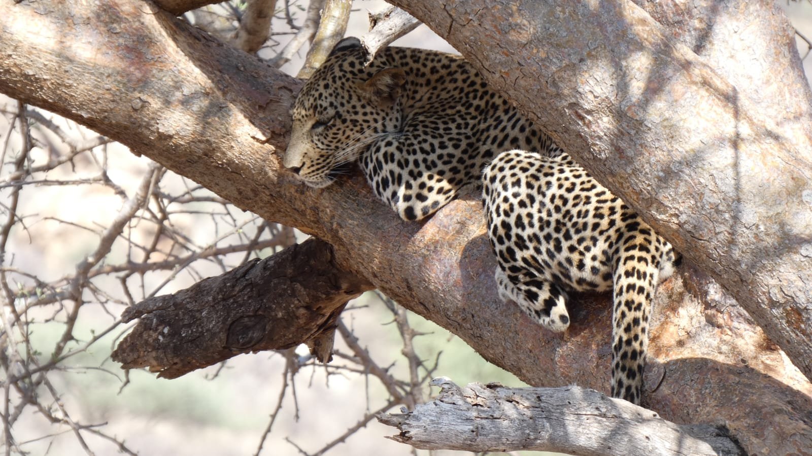 Leopard resting in an acacia tree