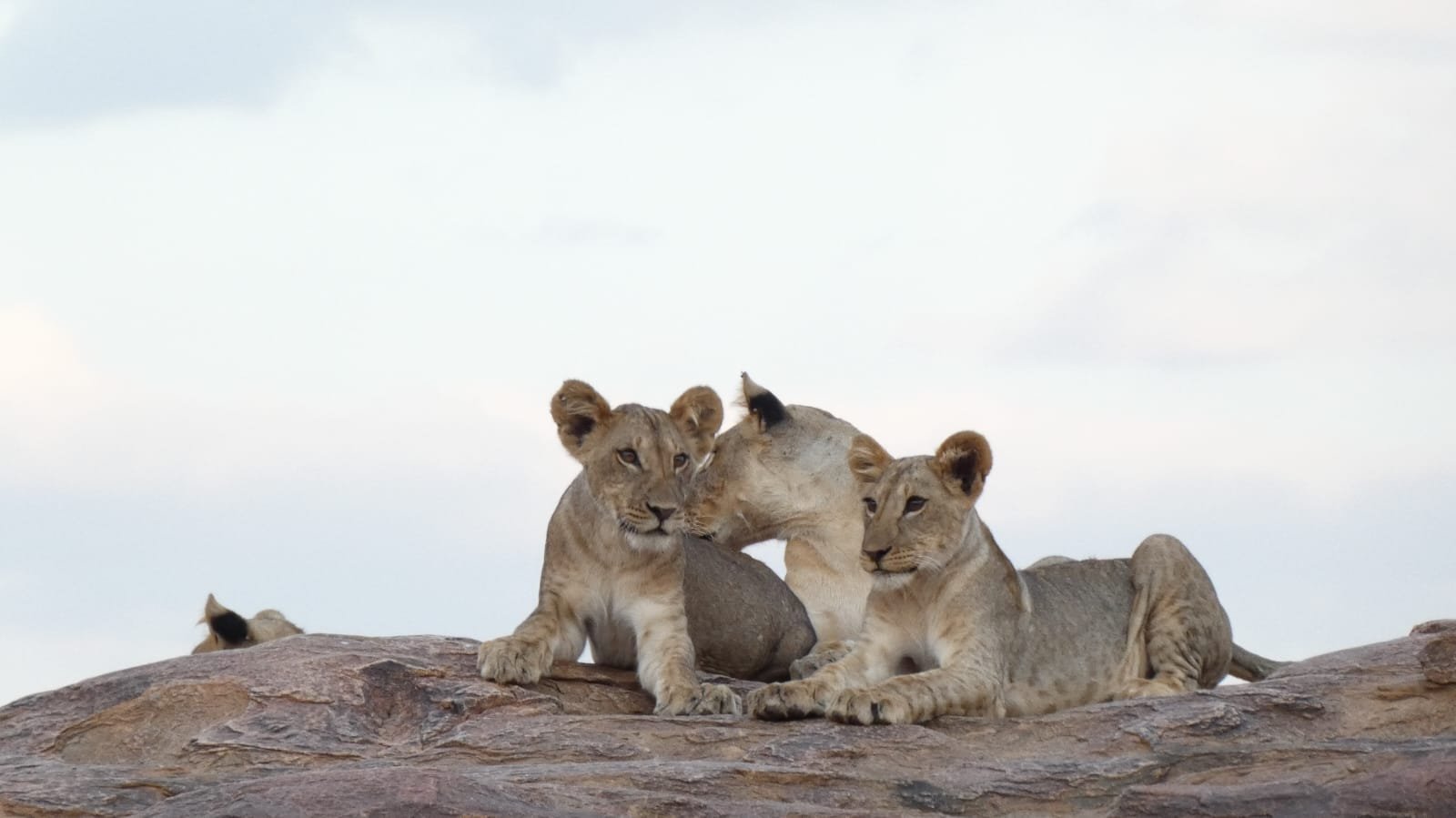 Lioness with two cubs on a rock