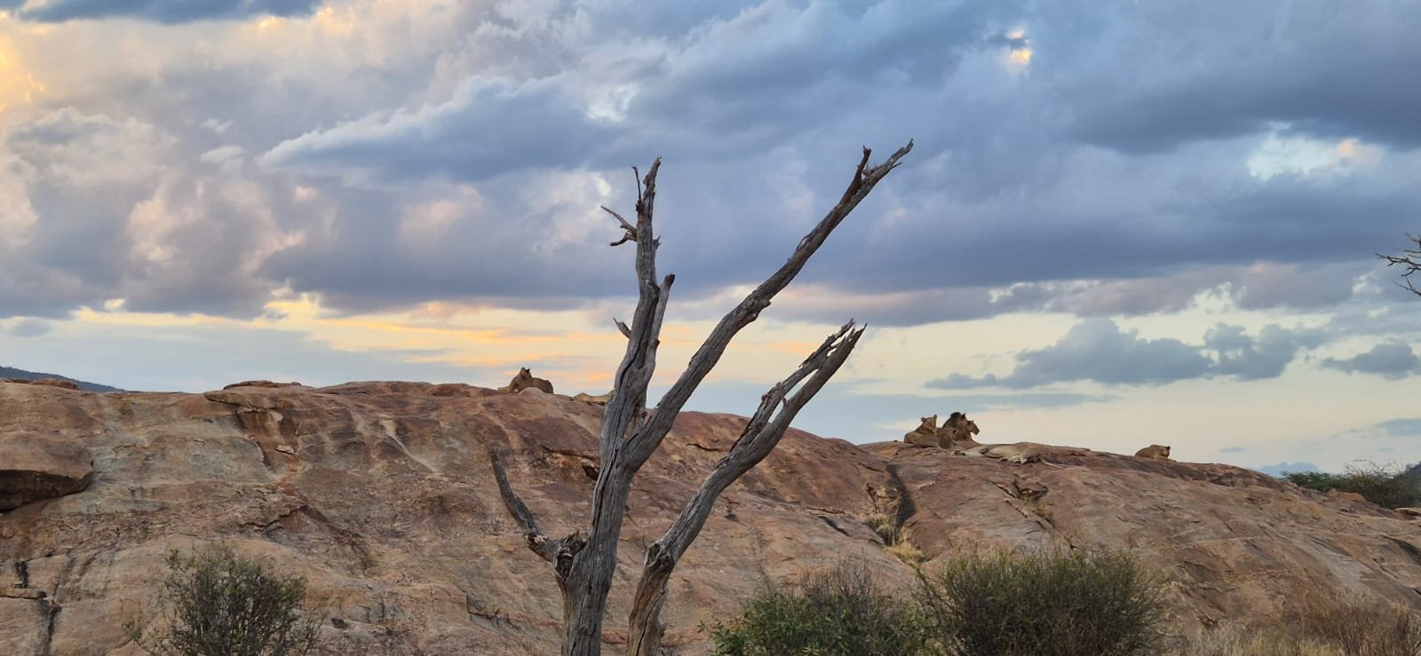 Lions resting on a rocky outcrop at dusk