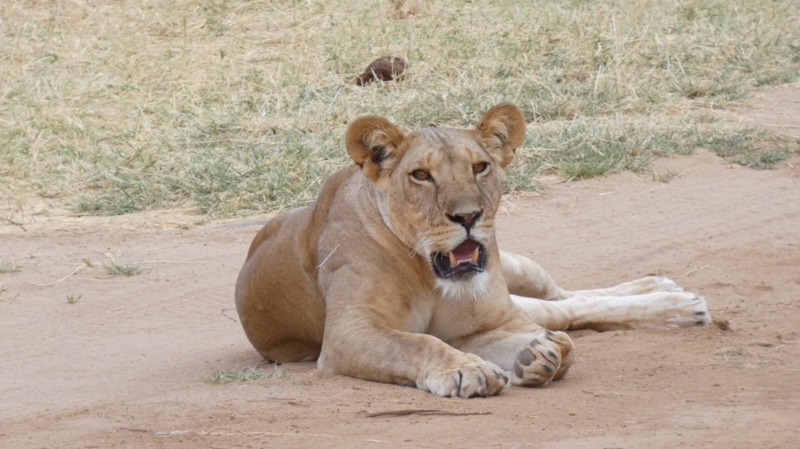Lioness resting on a sandy track