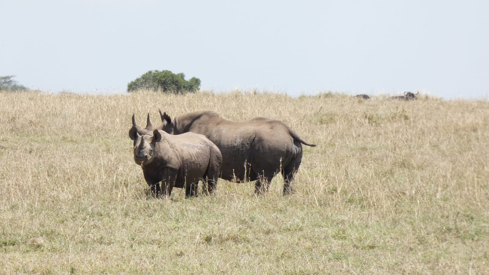 Two black rhinos on the plains