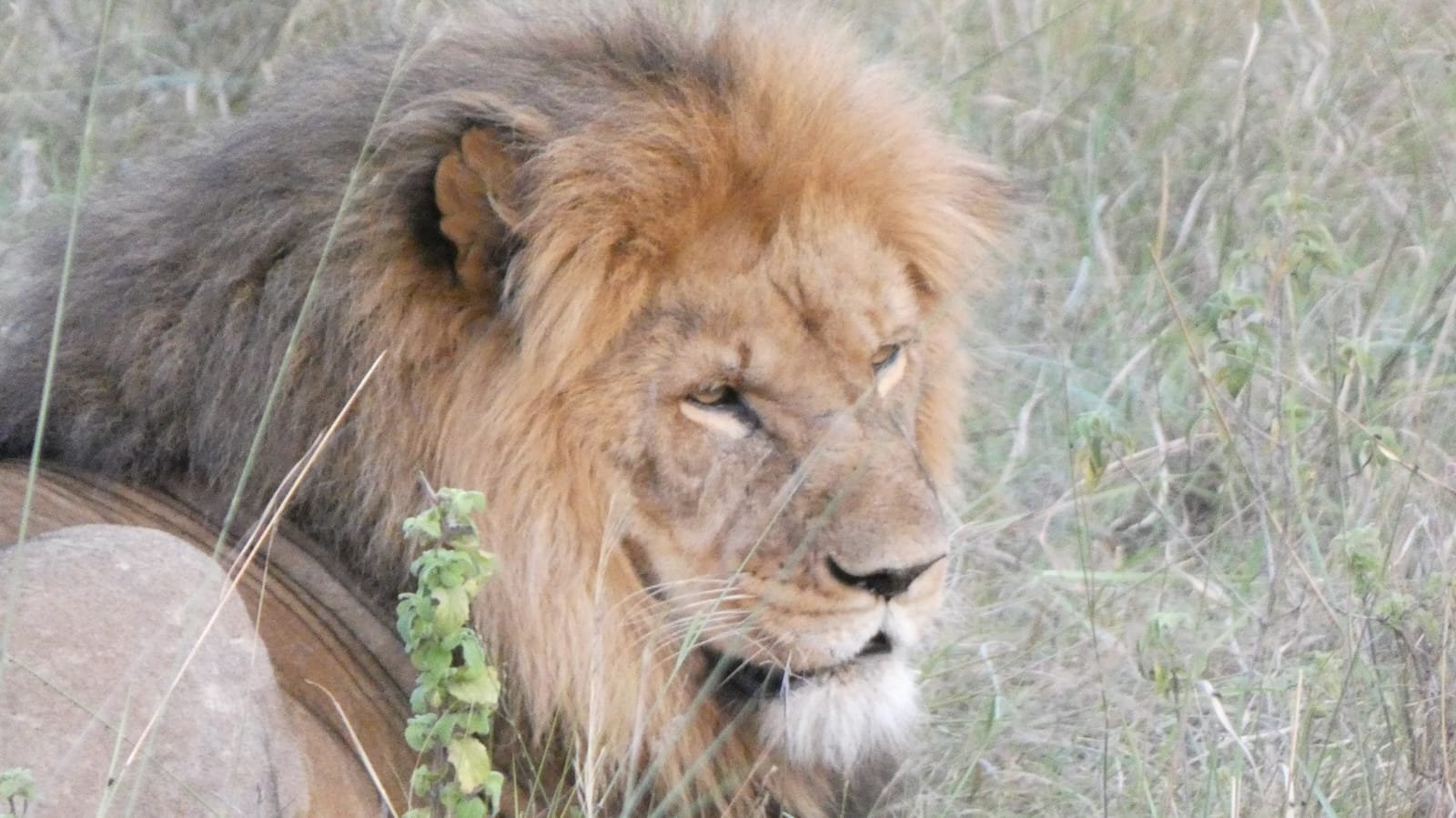 Male lion in the grass