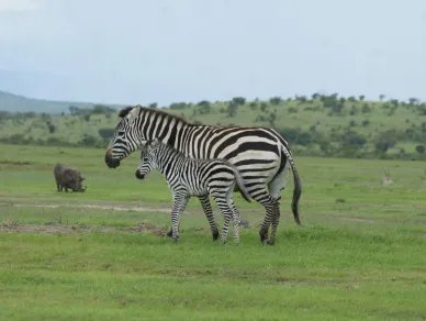 Zebra mother and foal