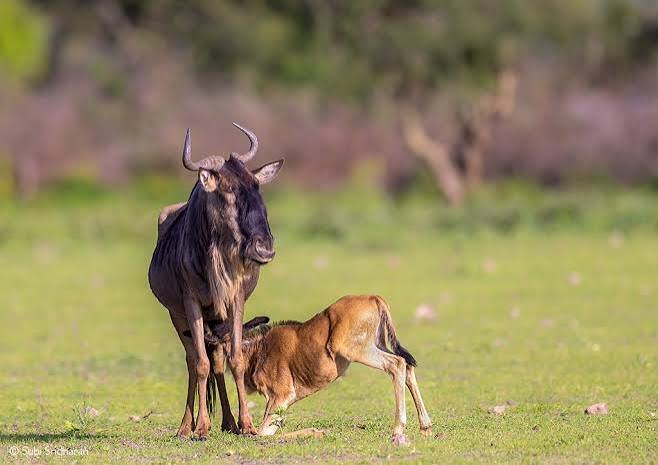 Wildebeest calf nursing