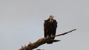 Hooded vulture on a dead branch