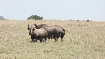Black rhinos grazing